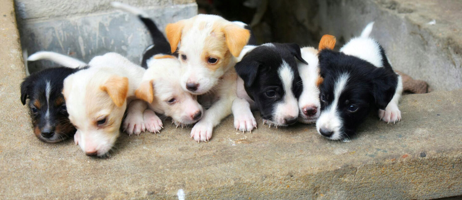 5 εκατ. ευρώ στους Δήμους για τη διαχείριση αδέσποτων ζώων συντροφιάς - Αναλυτικά τα ποσά σε Αν. Μακεδονία & Θράκη